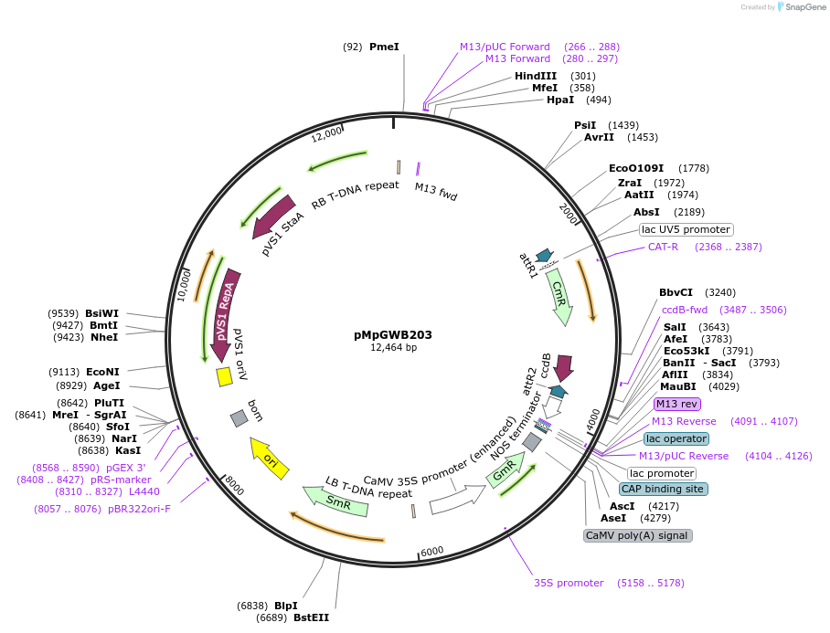 68594-plasmid-map-sequence-id-130181