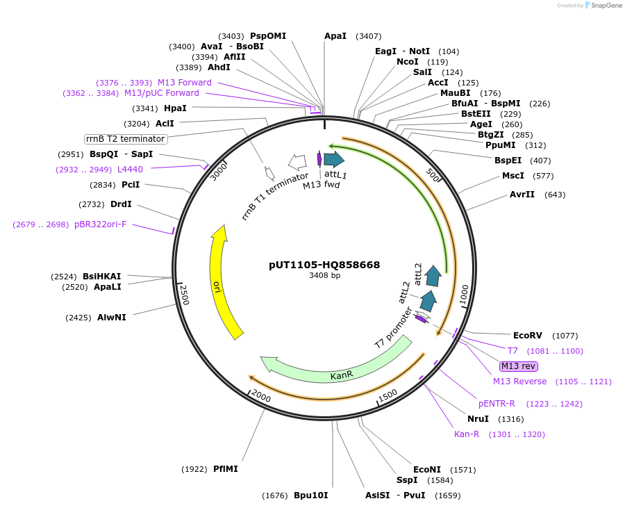 27715-plasmid-map-sequence-id-13019