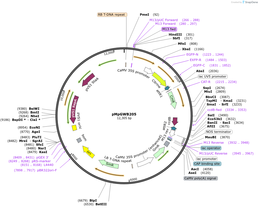 68596-plasmid-map-sequence-id-130198