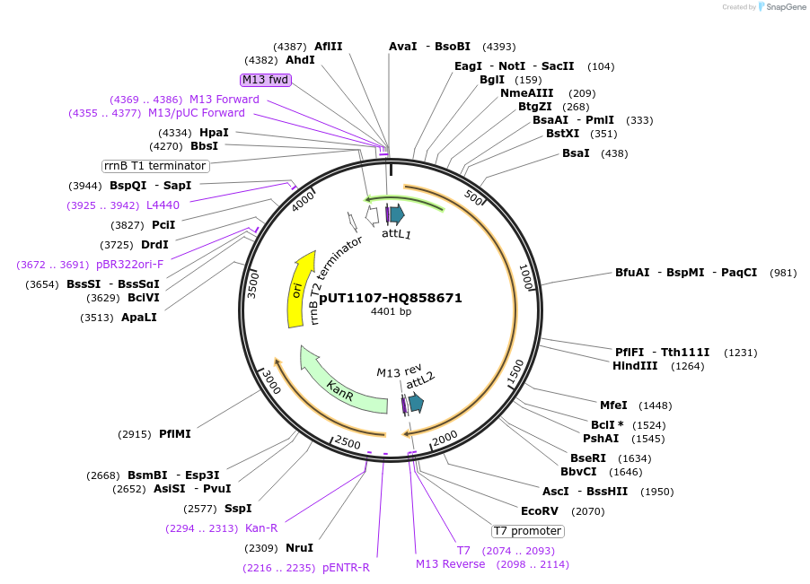 27717-plasmid-map-sequence-id-13021