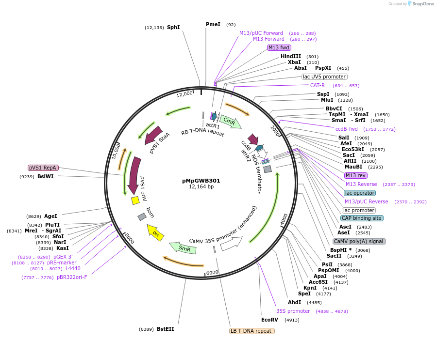 68629-plasmid-map-sequence-id-130220