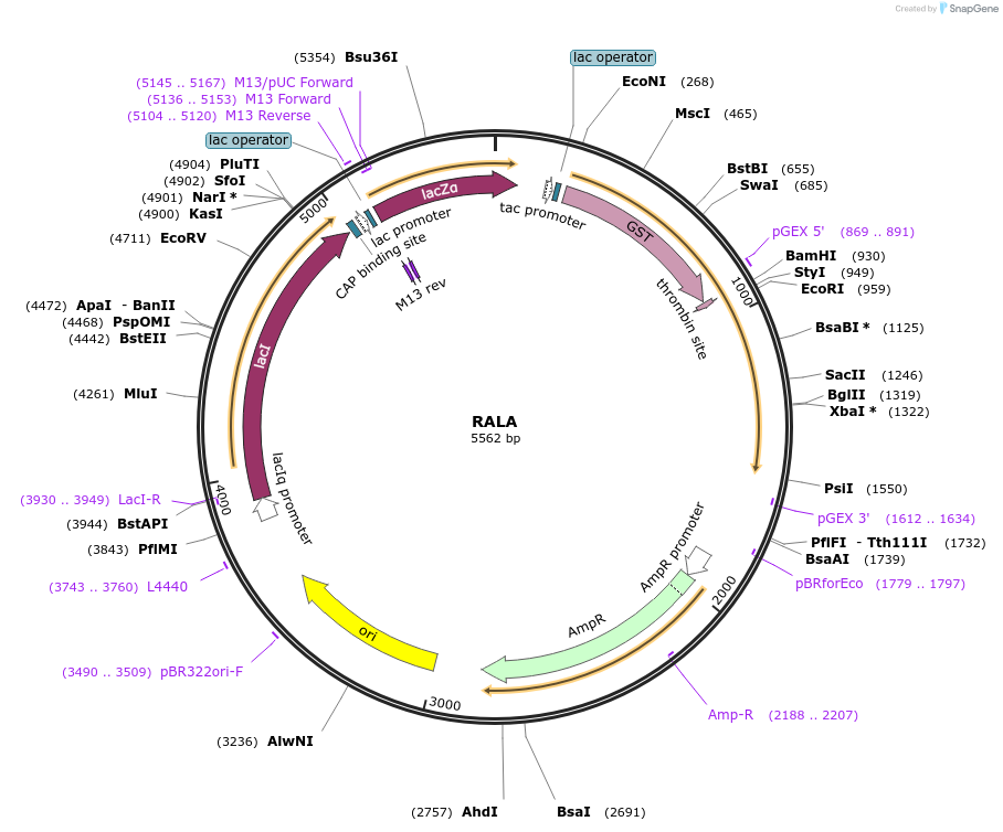 55657-plasmid-map-sequence-id-130223