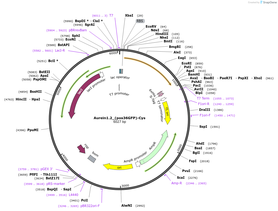 71757-plasmid-map-sequence-id-130228