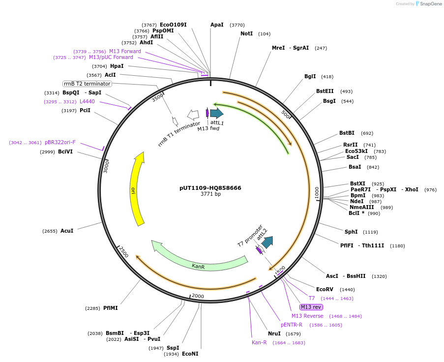 27719-plasmid-map-sequence-id-13023