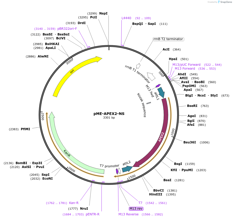 67669-plasmid-map-sequence-id-130252