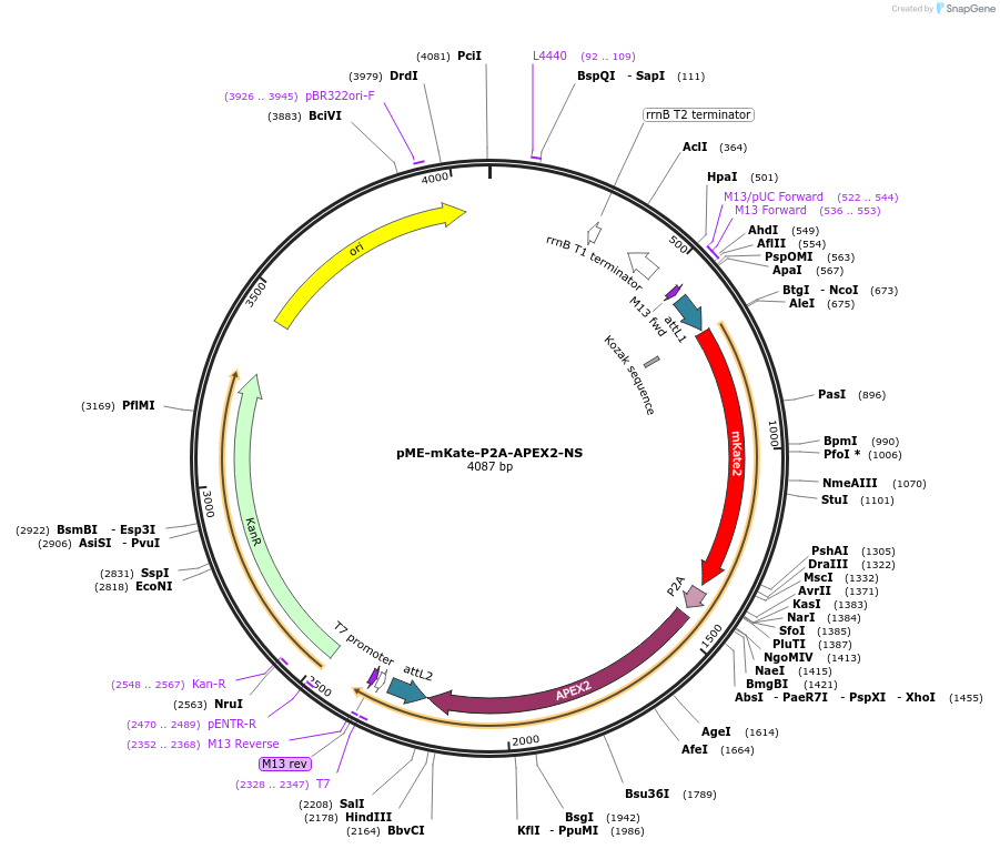 67670-plasmid-map-sequence-id-130256