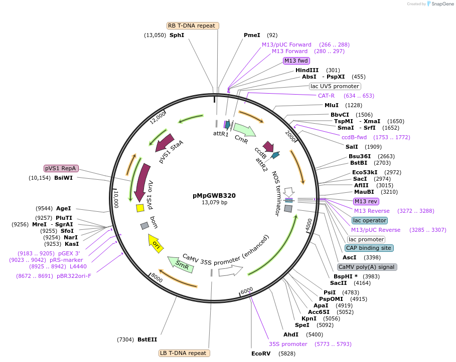 68648-plasmid-map-sequence-id-130258