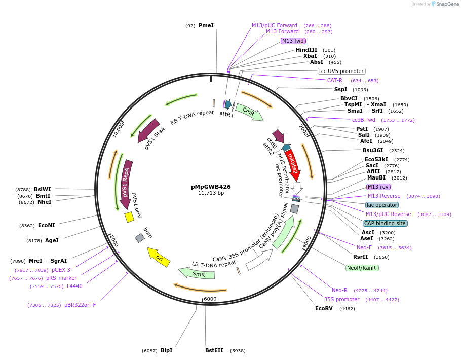 68691-plasmid-map-sequence-id-130278