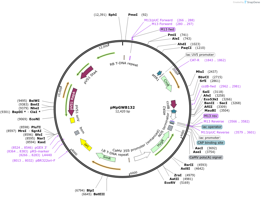 68586-plasmid-map-sequence-id-130297