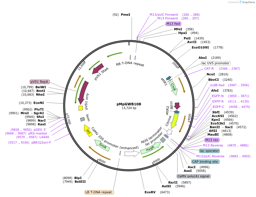 68562-plasmid-map-sequence-id-130301