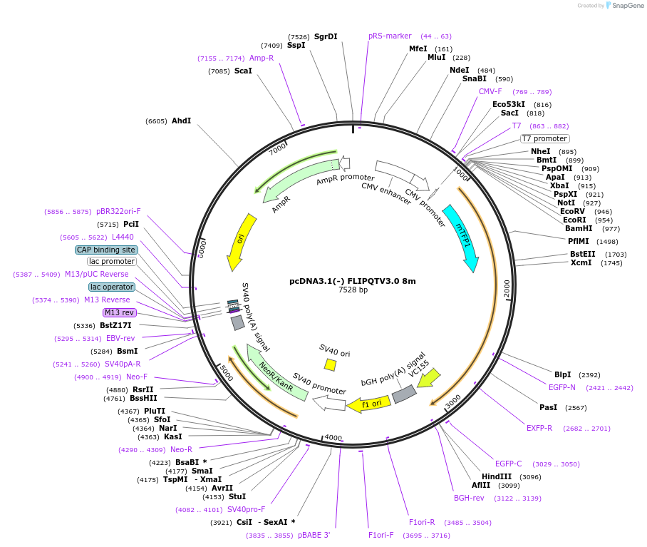 63732-plasmid-map-sequence-id-130346