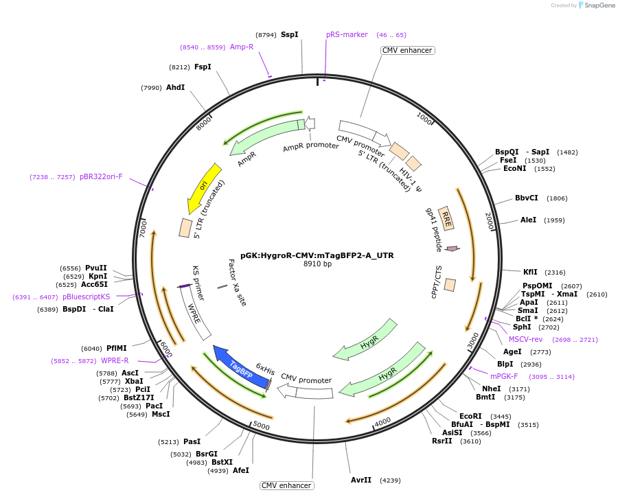 68479-plasmid-map-sequence-id-130404
