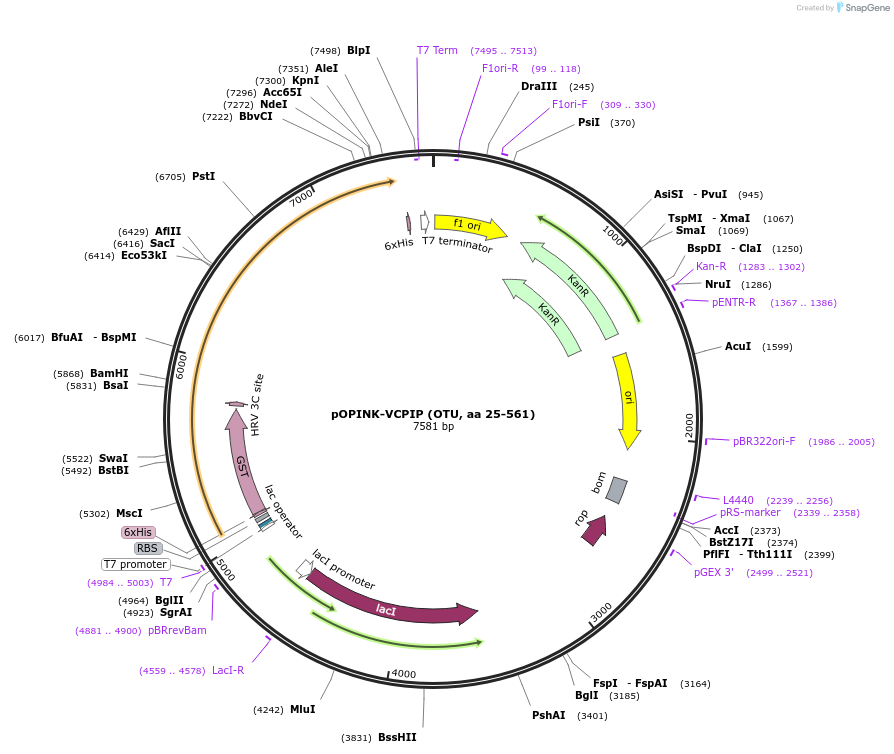 61583-plasmid-map-sequence-id-130471