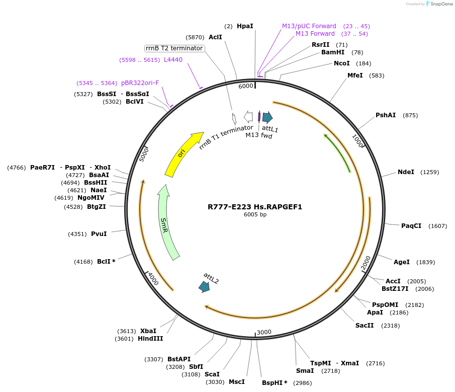 70507-plasmid-map-sequence-id-130499