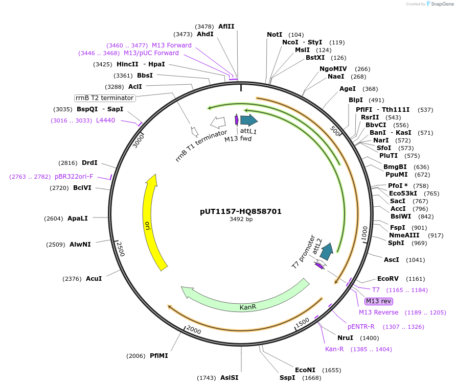 13051_map