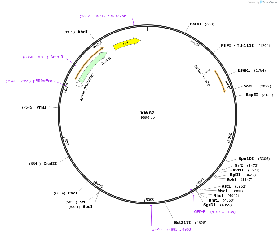 65840-plasmid-map-sequence-id-130605