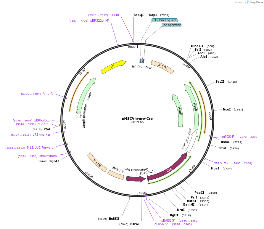 34565-plasmid-map-sequence-id-130609