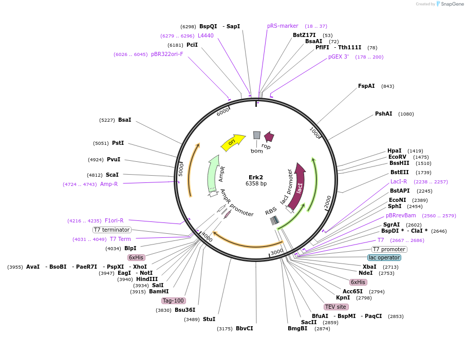 29582-plasmid-map-sequence-id-130610