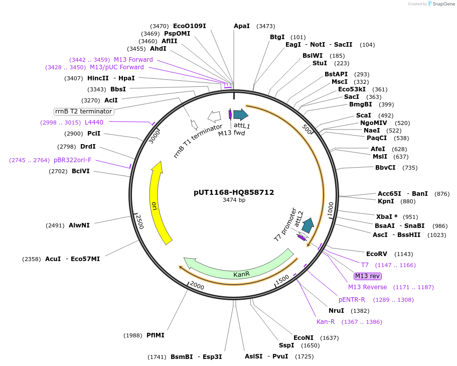 13062_map