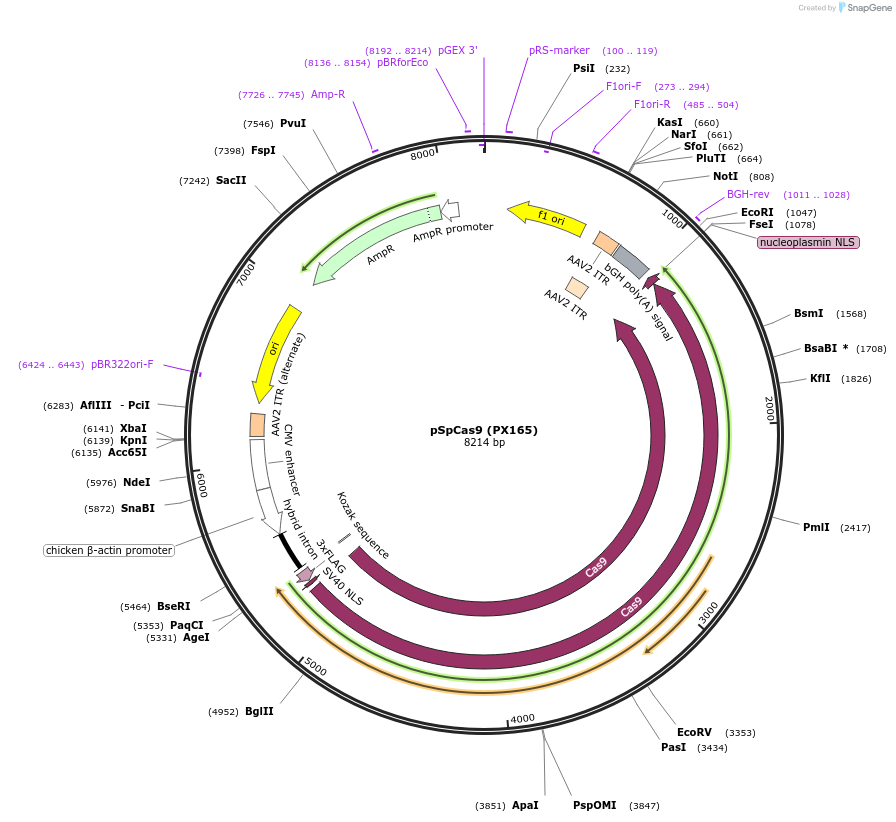 48137-plasmid-map-sequence-id-130642