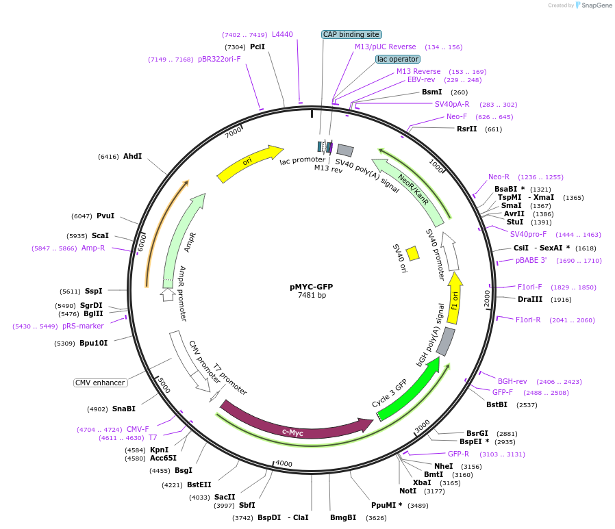42142-plasmid-map-sequence-id-130643