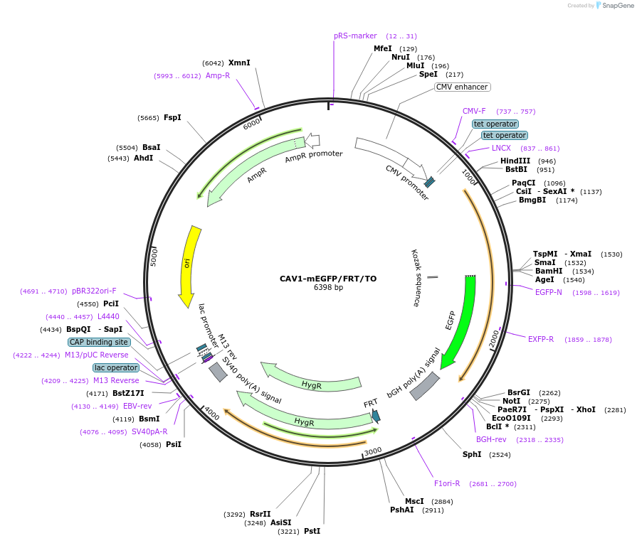 27762-plasmid-map-sequence-id-13066