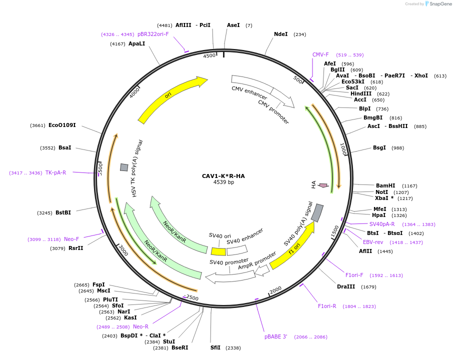 27765-plasmid-map-sequence-id-13069
