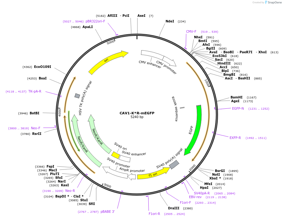 27766-plasmid-map-sequence-id-13070