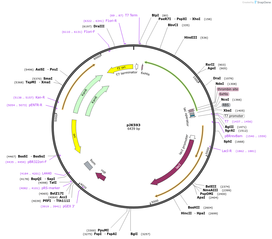 71587-plasmid-map-sequence-id-130923