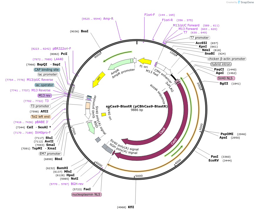 71489-plasmid-map-sequence-id-130997