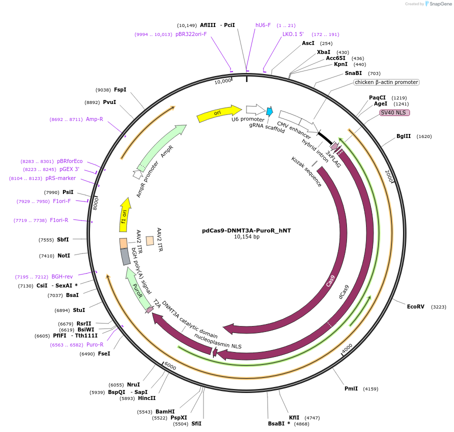 71830-plasmid-map-sequence-id-131025