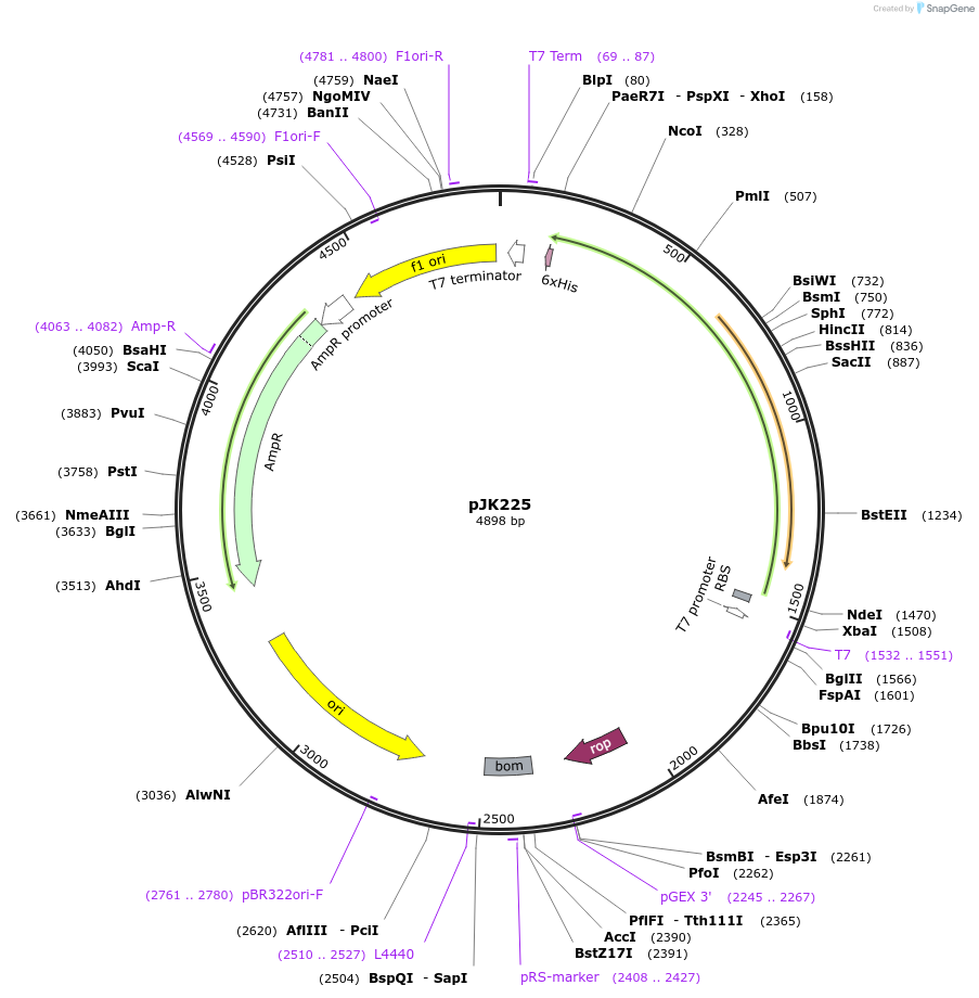 71124-plasmid-map-sequence-id-131026