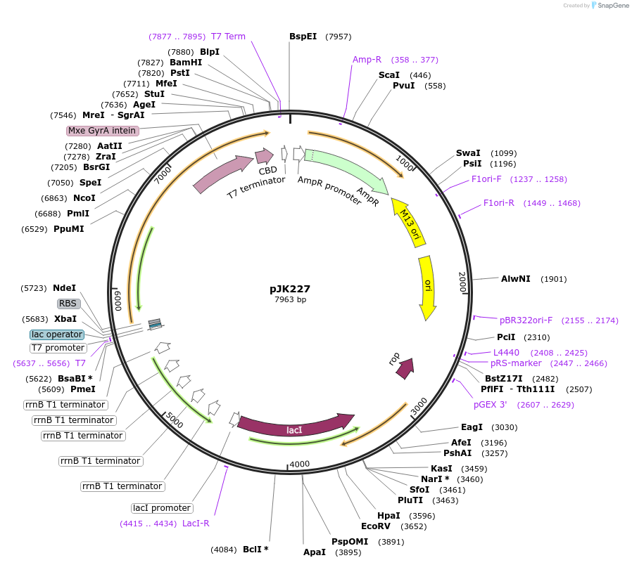 71126-plasmid-map-sequence-id-131028