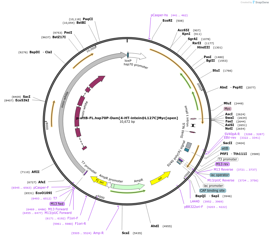 71805-plasmid-map-sequence-id-131057