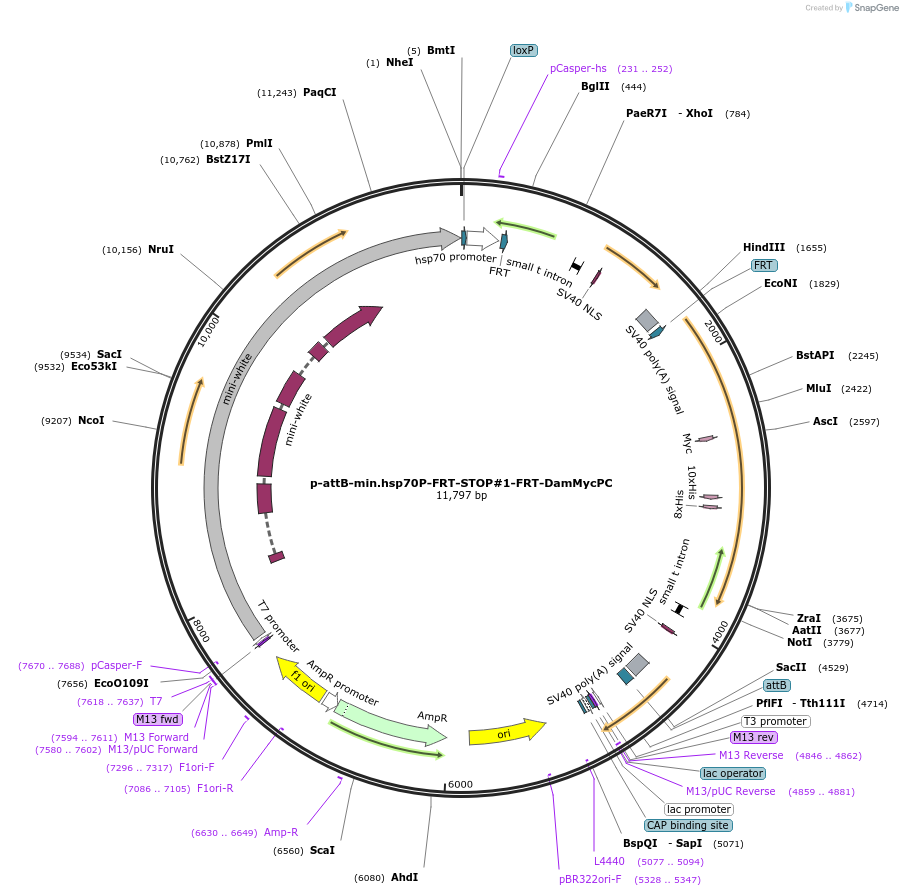 71812-plasmid-map-sequence-id-131062