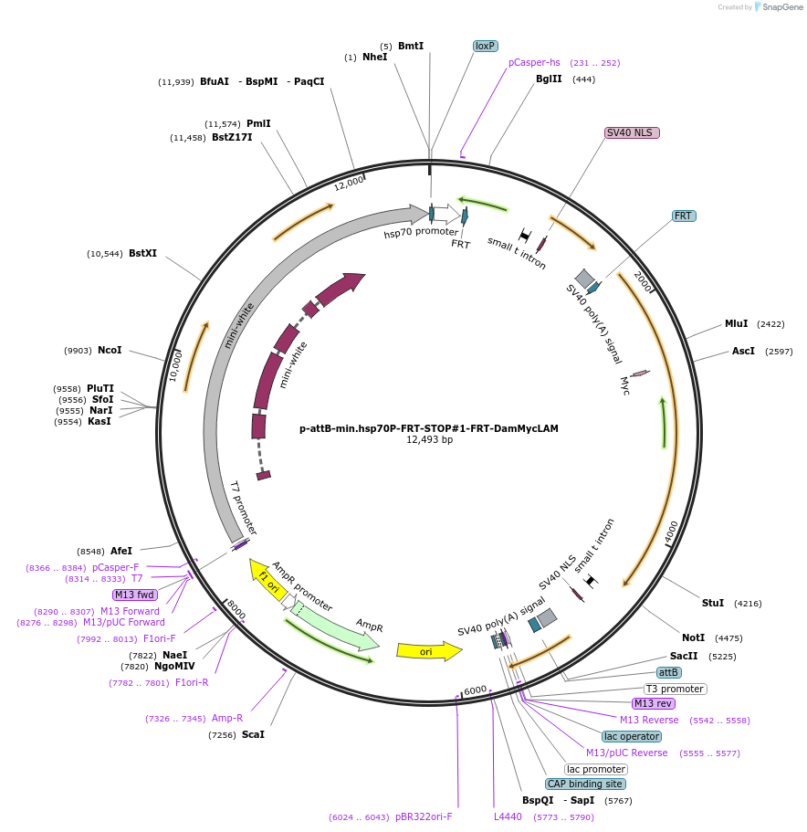 71811-plasmid-map-sequence-id-131064