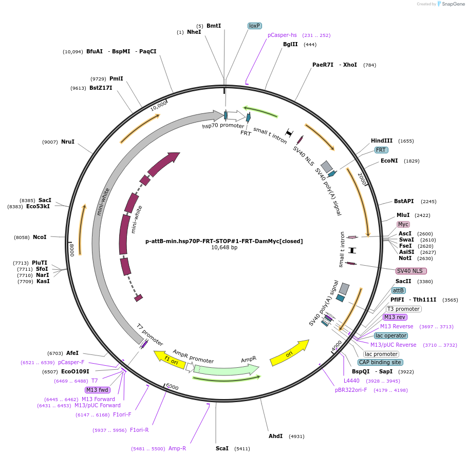 71810-plasmid-map-sequence-id-131066