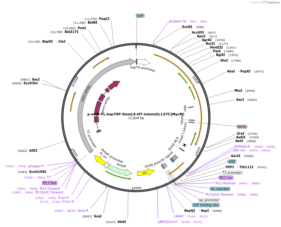 71808-plasmid-map-sequence-id-131070