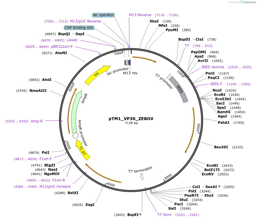69119-plasmid-map-sequence-id-131080