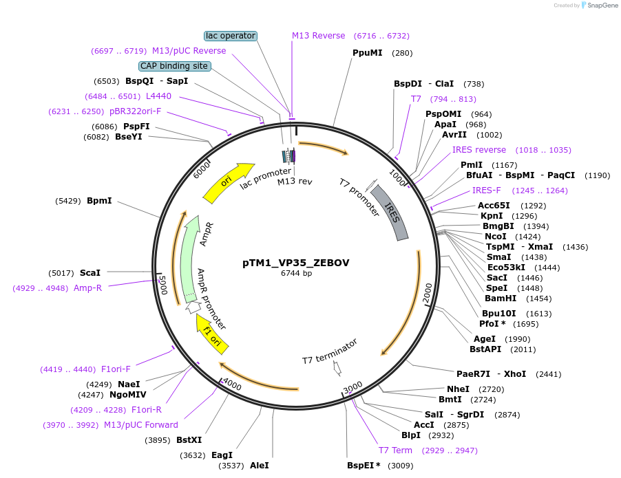 68121-plasmid-map-sequence-id-131087