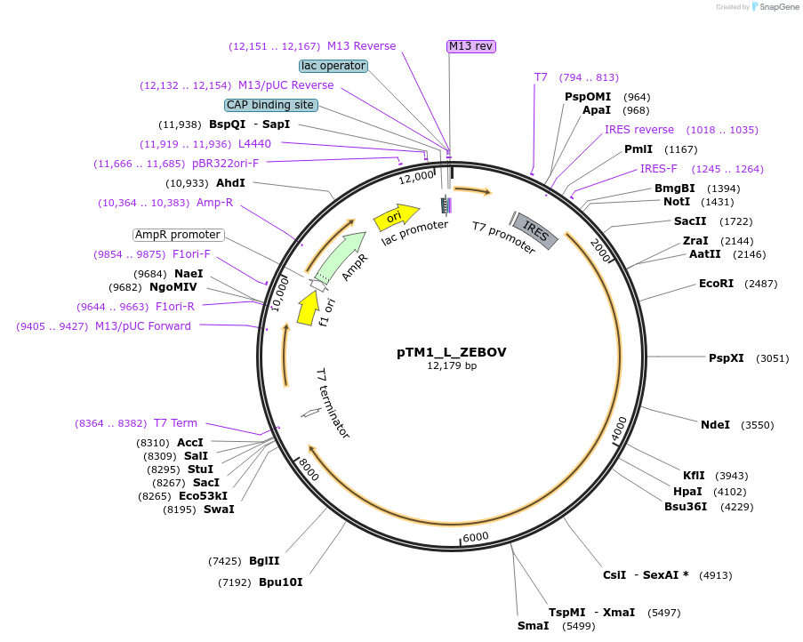 69120-plasmid-map-sequence-id-131090