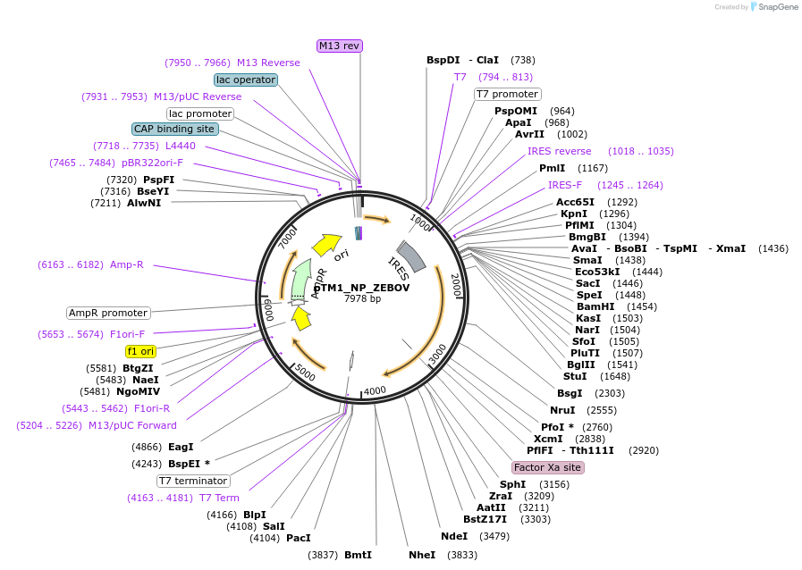 69121-plasmid-map-sequence-id-131093