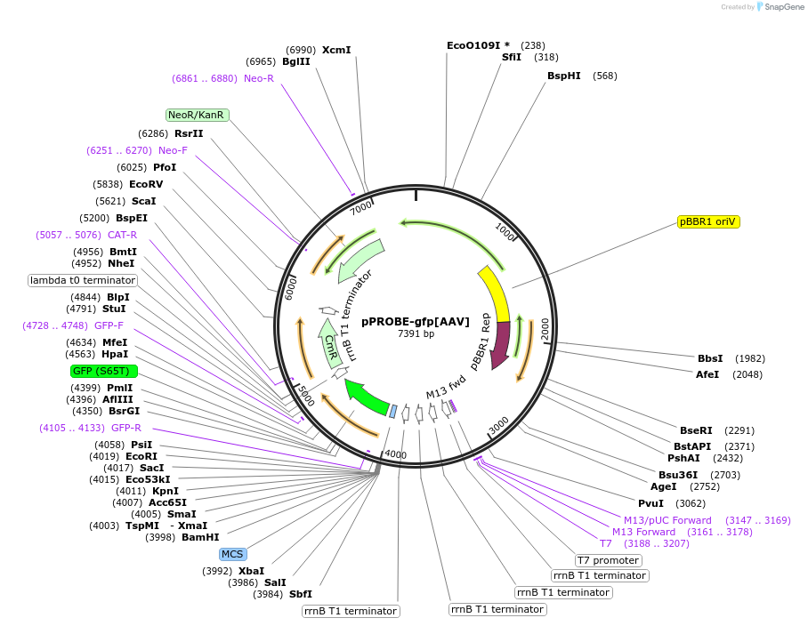 40168-plasmid-map-sequence-id-131108