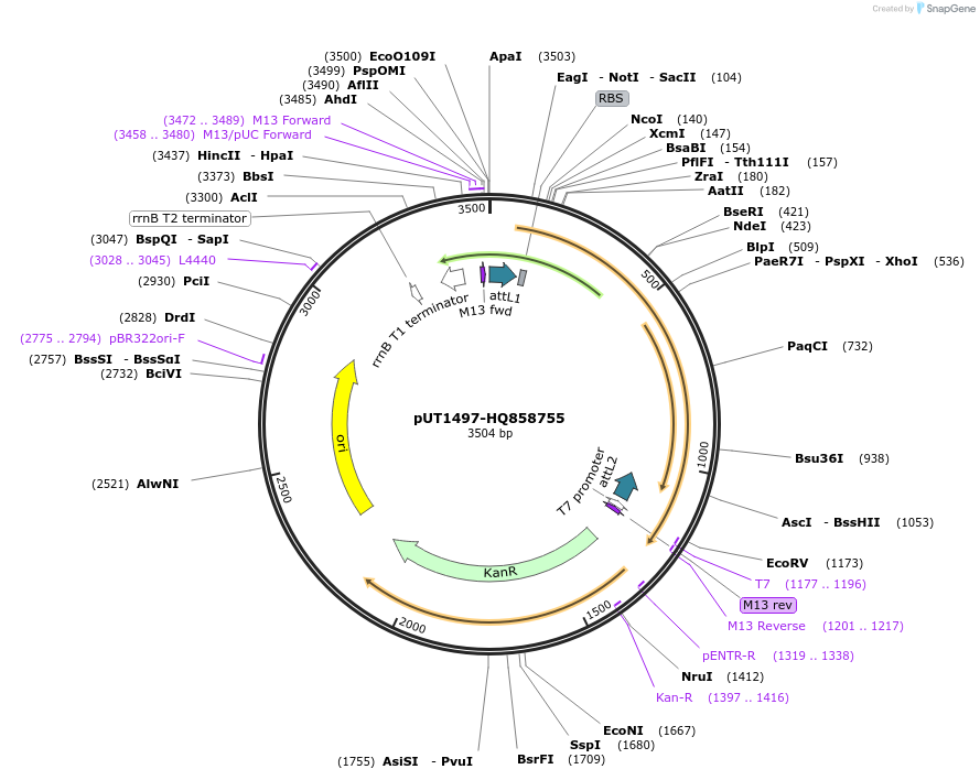 27837-plasmid-map-sequence-id-13111