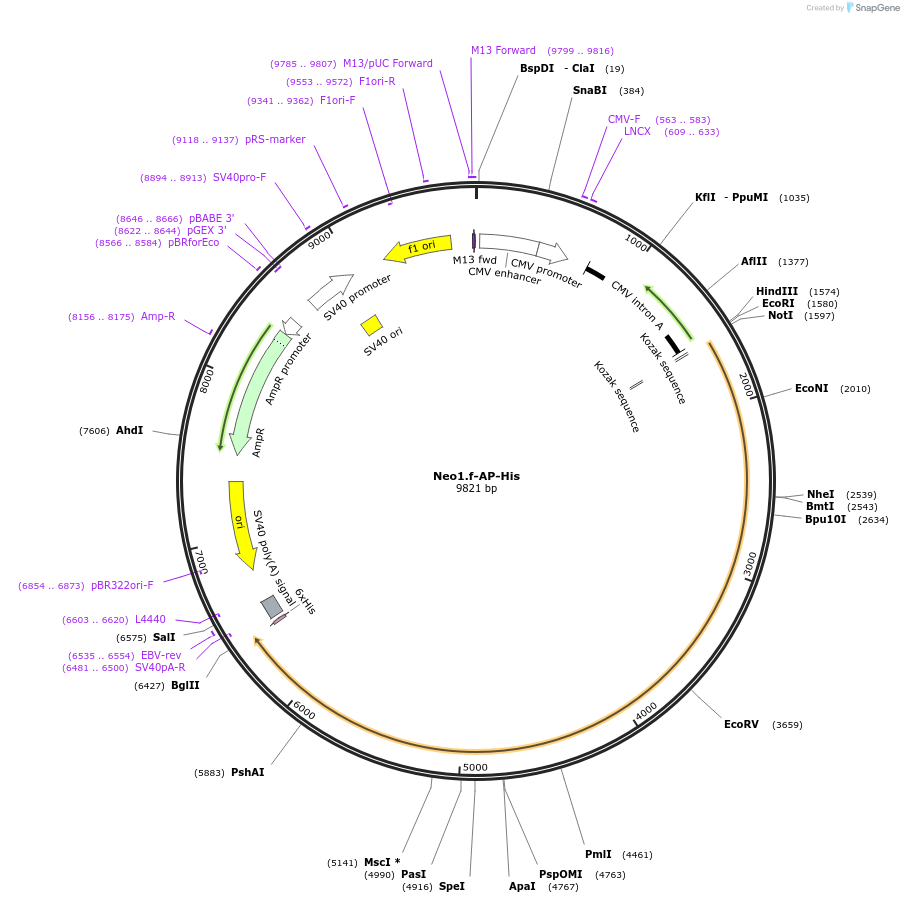 131154_map