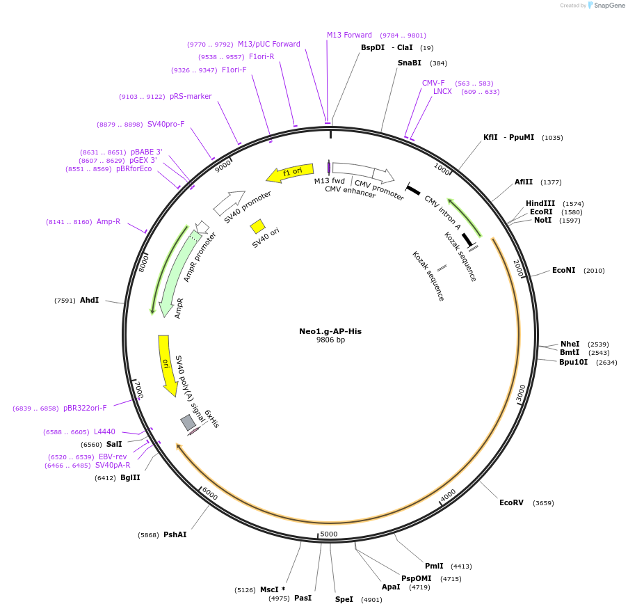 131155_map