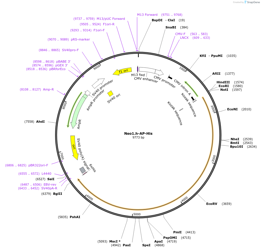 131156_map