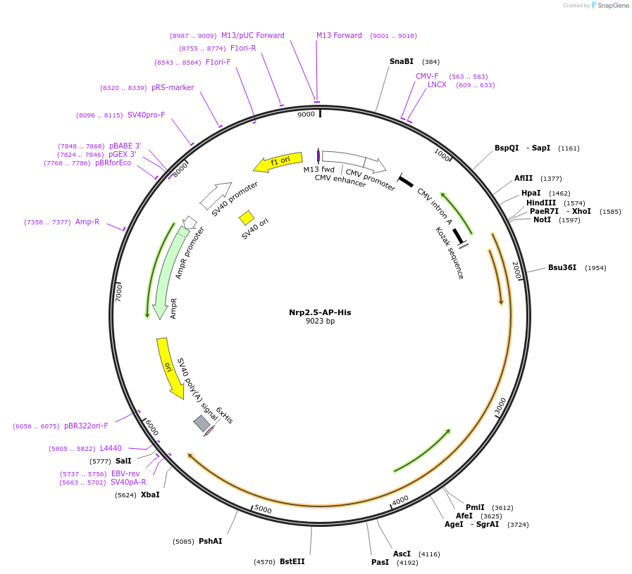 71976-plasmid-map-sequence-id-131162