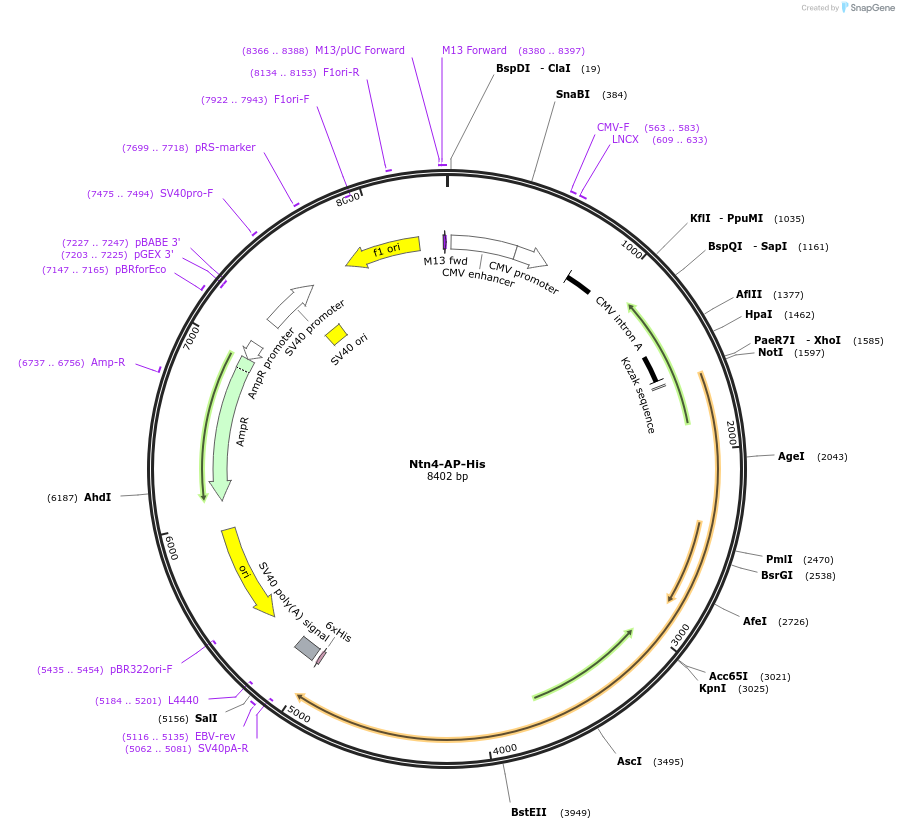 71980-plasmid-map-sequence-id-131166