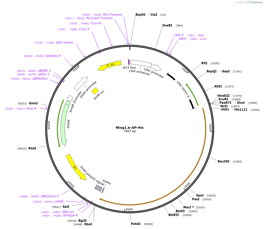 131171_map
